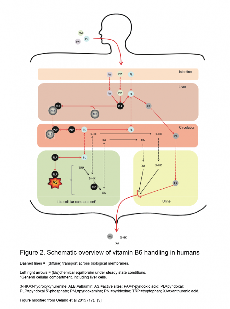 Vitamin B6 A Synopsis of this Critical Micronutrient