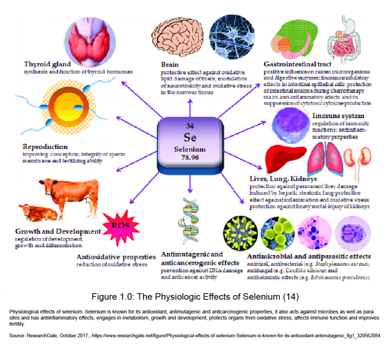 Selenium A Trace Mineral Critical For Several Physiologic Processes